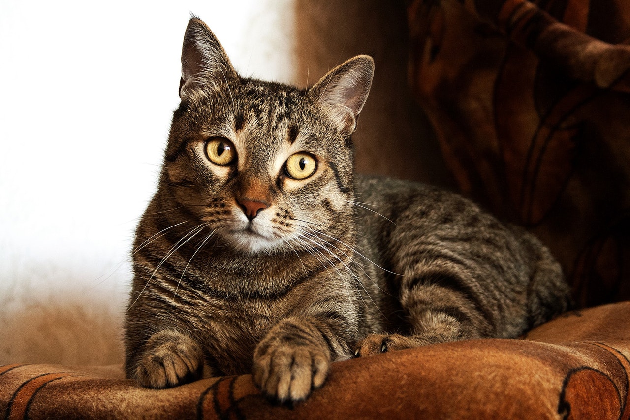 Your Cat s Body Language Fohey Veterinary Hospital