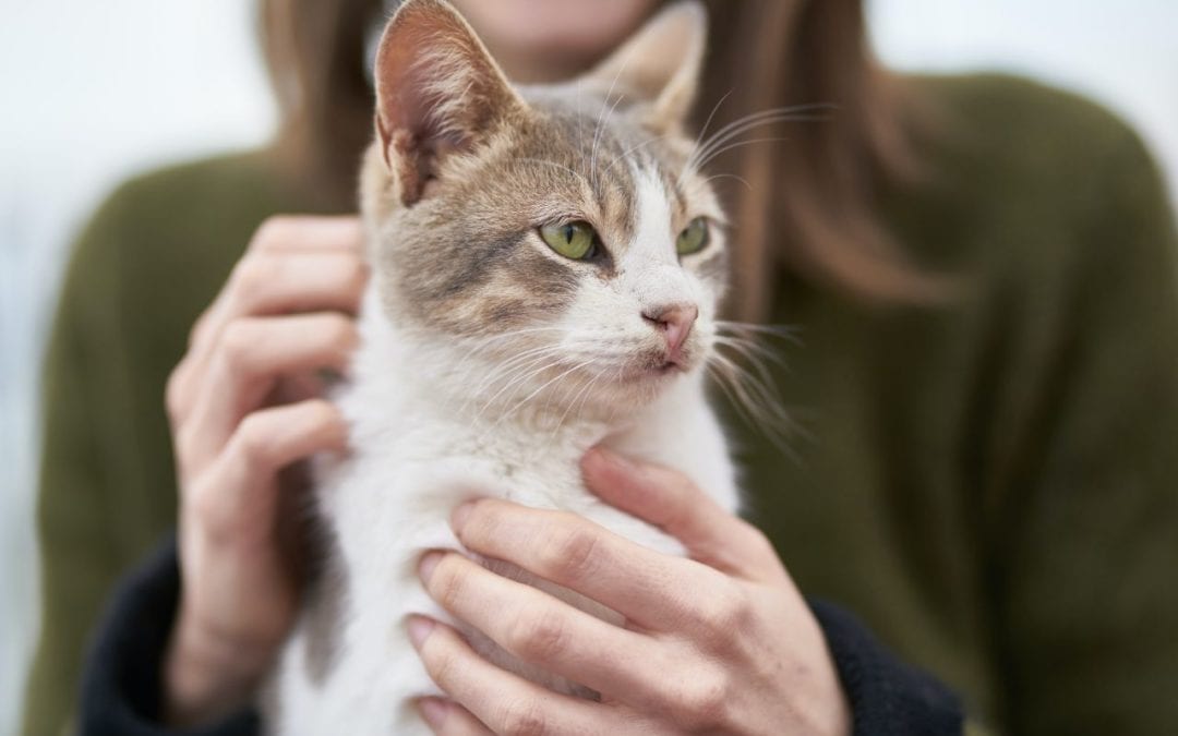 Find Your Lost Pet with a Microchip