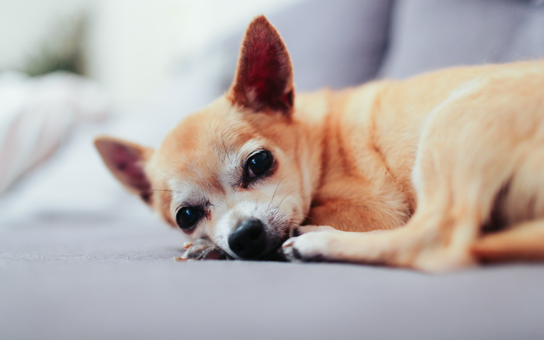 4 Things You Should Know about Senior Pet Care