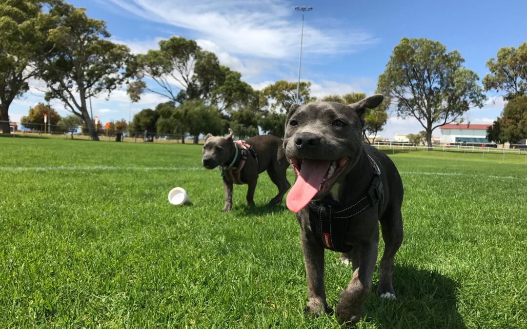Unleash the Fun Safely with These Dog Park Safety Tips
