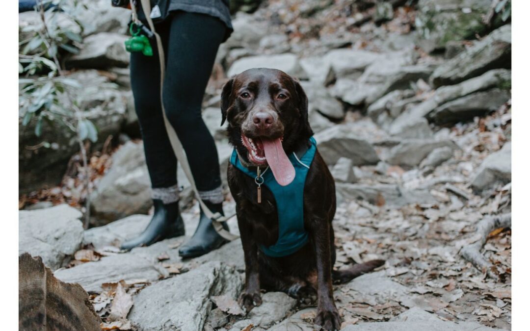 Discover Exciting Outdoor Adventures to Share with Your Beloved Pet