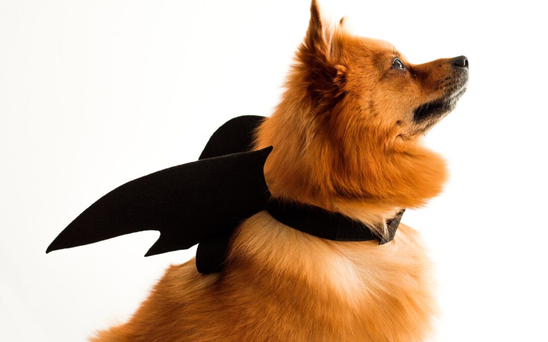 Ensuring the Safety of Your Four-Legged Friends on Halloween