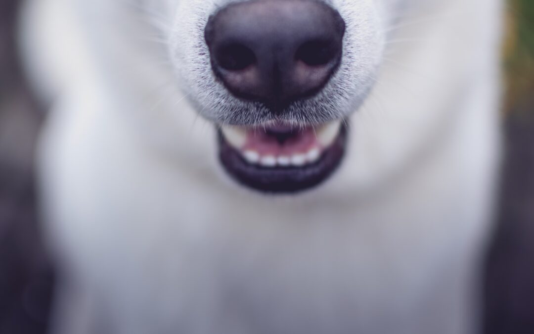 Close-up shot of a white dog’s snout